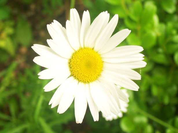 daisy