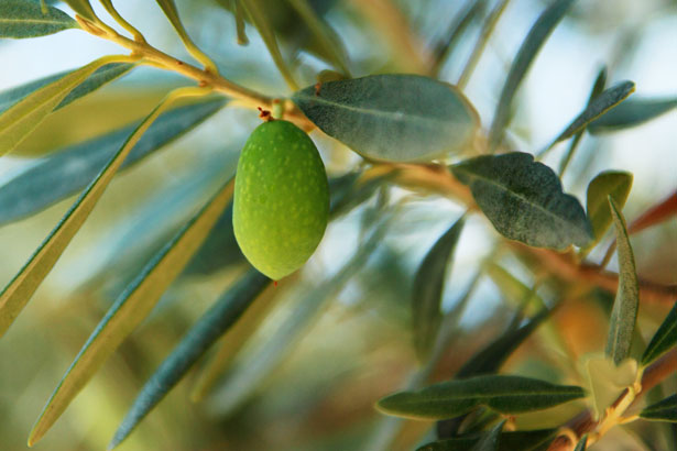 olive oil mister como water